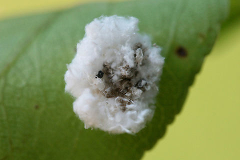 Debris-carrying Chrysopid (lacewing) Larva This is a classic case of " the wolf in sheep's clothing." Lacewing larvae have been known to craft themselves "cloaks" of organic debris (often including the carcasses of previous victims) in order to sneak past ants and feast upon aphids. Ants and aphids have a symbiotic relationship in which the former protects the latter in exchange for precious honeydew.

On a Bradford Pear (Pyrus calleryana) leaf in a backyard habitat in NW Georgia (Gordon County), US. Unfortunately, I couldn't get a clear shot of the larva beneath. It realized that it had been spotted and tried to escape me!
https://www.jungledragon.com/image/61459/debris-carrying_chrysopid_lacewing_larva.html

Here are some videos I found on Youtube. Unfortunately, I do not have a great video camera, so these will give you an idea of type of the movement it exhibited.
https://www.youtube.com/watch?v=V3FZrbkrLnw
https://www.youtube.com/watch?v=q_6VmVFWPSc
 https://youtu.be/Rw_NTpj7n6s Chrysopidae,Debris-carrying Chrysopid,Geotagged,Spring,United States,insect,insecta,lacewing,lacewing larva