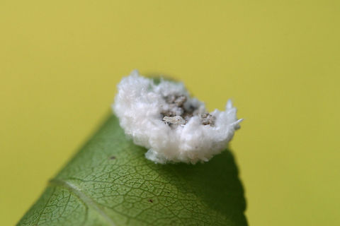 Debris-carrying Chrysopid (lacewing) Larva This is a classic case of " the wolf in sheep's clothing." Lacewing larvae have been known to craft themselves "cloaks" of organic debris (often including the carcasses of previous victims) in order to sneak past ants and feast upon aphids. Ants and aphids have a symbiotic relationship in which the former protects the latter in exchange for precious honeydew.

On a Bradford Pear (Pyrus calleryana) leaf in a backyard habitat in NW Georgia (Gordon County), US. Unfortunately, I couldn't get a clear shot of the larva beneath. It realized that it had been spotted and tried to escape me!
https://www.jungledragon.com/image/61458/debris-carrying_chrysopid_lacewing_larva.html

Here are some videos I found on Youtube. Unfortunately, I do not have a great video camera, so these will give you an idea of type of the movement it exhibited.
https://www.youtube.com/watch?v=V3FZrbkrLnw
https://www.youtube.com/watch?v=q_6VmVFWPSc
 https://youtu.be/Rw_NTpj7n6s Chrysopidae,Debris-carrying Chrysopid,Geotagged,Spring,United States,insect,insecta,lacewing,lacewing larva