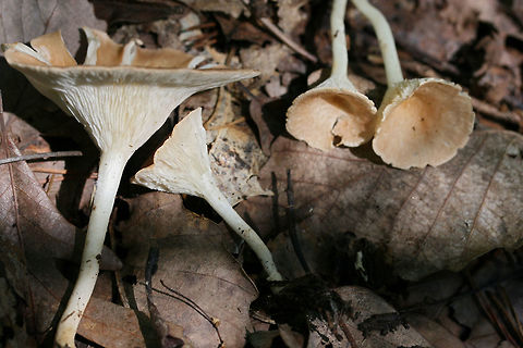 Infundibulicybe gibba At the top of a ridge in leaf litter in a dense mixed hardwood/coniferous forest.
https://www.jungledragon.com/image/61461/infundibulicybe_gibba.html Geotagged,Infundibulicybe,Infundibulicybe gibba,Spring,United States,fungi,fungus,mushroom,mushrooms