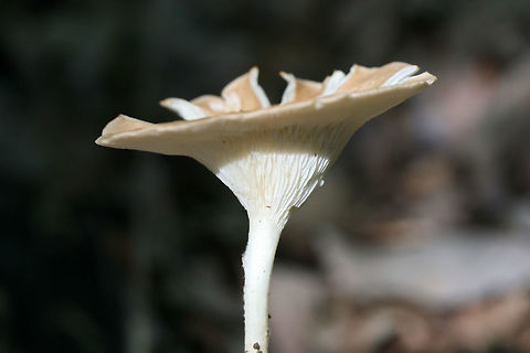 Infundibulicybe gibba At the top of a ridge in leaf litter in a dense mixed hardwood/coniferous forest Geotagged,Infundibulicybe gibba,Spring,United States