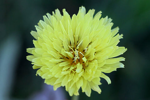 Carolina False Dandelion (Pyrrhopappus carolinianus) Growing in an overgrown backyard habitat in NW Georgia (Gordon County), US.
https://www.jungledragon.com/image/61463/carolina_false_dandelion_pyrrhopappus_carolinianus.html Carolina False Dandelion,Geotagged,Pyrrhopappus carolinianus,Spring,United States