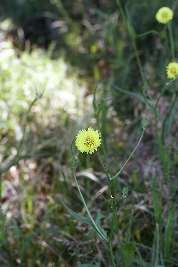 Carolina False Dandelion (Pyrrhopappus carolinianus) Growing in an overgrown backyard habitat in NW Georgia (Gordon County), US.<br />
<figure class="photo"><a href="https://www.jungledragon.com/image/61462/carolina_false_dandelion_pyrrhopappus_carolinianus.html" title="Carolina False Dandelion (Pyrrhopappus carolinianus)"><img src="https://s3.amazonaws.com/media.jungledragon.com/images/3231/61462_thumb.jpg?AWSAccessKeyId=05GMT0V3GWVNE7GGM1R2&Expires=1759968010&Signature=185DfSFRg5fyxgQDe0k4Vij%2F9IU%3D" width="200" height="134" alt="Carolina False Dandelion (Pyrrhopappus carolinianus) Growing in an overgrown backyard habitat in NW Georgia (Gordon County), US.<br />
https://www.jungledragon.com/image/61463/carolina_false_dandelion_pyrrhopappus_carolinianus.html Carolina False Dandelion,Geotagged,Pyrrhopappus carolinianus,Spring,United States" /></a></figure> Carolina False Dandelion,Geotagged,Pyrrhopappus carolinianus,Spring,United States