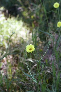 Carolina False Dandelion (Pyrrhopappus carolinianus) Growing in an overgrown backyard habitat in NW Georgia (Gordon County), US.
https://www.jungledragon.com/image/61462/carolina_false_dandelion_pyrrhopappus_carolinianus.html Carolina False Dandelion,Geotagged,Pyrrhopappus carolinianus,Spring,United States