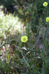 Carolina False Dandelion (Pyrrhopappus carolinianus) Growing in an overgrown backyard habitat in NW Georgia (Gordon County), US.<br />
https://www.jungledragon.com/image/61462/carolina_false_dandelion_pyrrhopappus_carolinianus.html Carolina False Dandelion,Geotagged,Pyrrhopappus carolinianus,Spring,United States