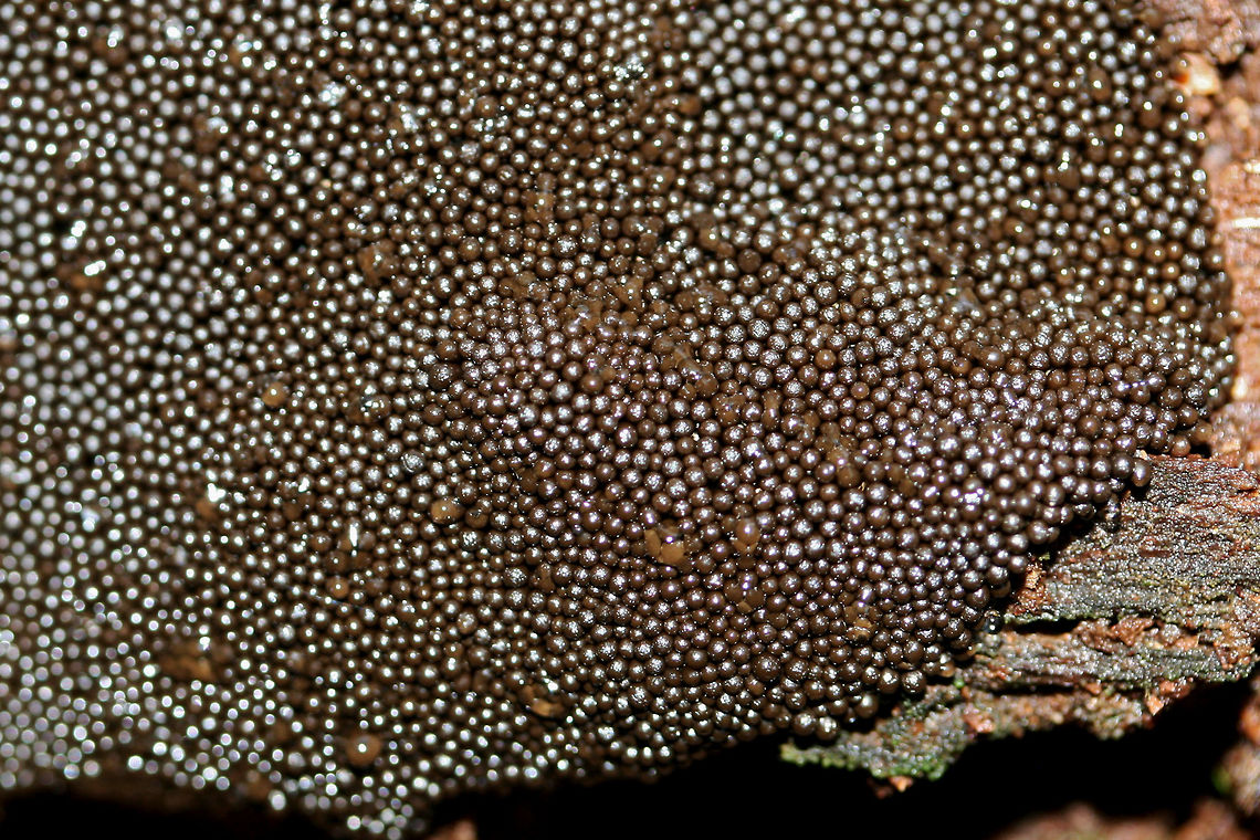 Lindbladia tubulina On highly rotted pine at the edge of a dense mixed hardwood/coniferous forest in NW Georgia (Gordon County), US. June 2, 2018.<br />
<figure class="photo"><a href="https://www.jungledragon.com/image/61500/lindbladia_tubulina.html" title="Lindbladia tubulina"><img src="https://s3.amazonaws.com/media.jungledragon.com/images/3231/61500_thumb.jpg?AWSAccessKeyId=05GMT0V3GWVNE7GGM1R2&Expires=1767225610&Signature=f8HHqdehl7O9o5mGZo5lXxSdGdk%3D" width="200" height="134" alt="Lindbladia tubulina On highly rotted pine at the edge of a dense mixed hardwood/coniferous forest in NW Georgia (Gordon County), US. June 2, 2018.<br />
https://www.jungledragon.com/image/61499/lindbladia_tubulina.html<br />
https://www.jungledragon.com/image/61501/lindbladia_tubulina.html Geotagged,Lindbladia tubulina,Spring,United States" /></a></figure><br />
<figure class="photo"><a href="https://www.jungledragon.com/image/61501/lindbladia_tubulina.html" title="Lindbladia tubulina"><img src="https://s3.amazonaws.com/media.jungledragon.com/images/3231/61501_thumb.jpg?AWSAccessKeyId=05GMT0V3GWVNE7GGM1R2&Expires=1767225610&Signature=Pw5lqBItYjJOhs5ojfSJCrgGMqU%3D" width="200" height="134" alt="Lindbladia tubulina On highly rotted pine at the edge of a dense mixed hardwood/coniferous forest in NW Georgia (Gordon County), US. June 2, 2018.<br />
https://www.jungledragon.com/image/61499/lindbladia_tubulina.html<br />
https://www.jungledragon.com/image/61500/lindbladia_tubulina.html Geotagged,Lindbladia tubulina,Spring,United States" /></a></figure> Geotagged,Lindbladia tubulina,Spring,United States