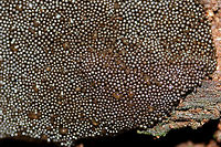 Lindbladia tubulina On highly rotted pine at the edge of a dense mixed hardwood/coniferous forest in NW Georgia (Gordon County), US. June 2, 2018.<br />
https://www.jungledragon.com/image/61500/lindbladia_tubulina.html<br />
https://www.jungledragon.com/image/61501/lindbladia_tubulina.html Geotagged,Lindbladia tubulina,Spring,United States
