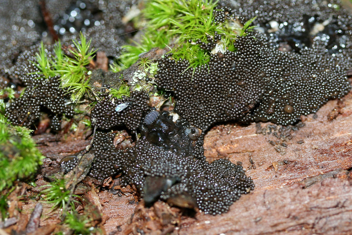 Lindbladia tubulina On highly rotted pine at the edge of a dense mixed hardwood/coniferous forest in NW Georgia (Gordon County), US. June 2, 2018.<br />
<figure class="photo"><a href="https://www.jungledragon.com/image/61499/lindbladia_tubulina.html" title="Lindbladia tubulina"><img src="https://s3.amazonaws.com/media.jungledragon.com/images/3231/61499_thumb.jpg?AWSAccessKeyId=05GMT0V3GWVNE7GGM1R2&Expires=1767225610&Signature=C37CG%2FwUmdqXyGgoKzLQIILCURA%3D" width="200" height="134" alt="Lindbladia tubulina On highly rotted pine at the edge of a dense mixed hardwood/coniferous forest in NW Georgia (Gordon County), US. June 2, 2018.<br />
https://www.jungledragon.com/image/61500/lindbladia_tubulina.html<br />
https://www.jungledragon.com/image/61501/lindbladia_tubulina.html Geotagged,Lindbladia tubulina,Spring,United States" /></a></figure><br />
<figure class="photo"><a href="https://www.jungledragon.com/image/61501/lindbladia_tubulina.html" title="Lindbladia tubulina"><img src="https://s3.amazonaws.com/media.jungledragon.com/images/3231/61501_thumb.jpg?AWSAccessKeyId=05GMT0V3GWVNE7GGM1R2&Expires=1767225610&Signature=Pw5lqBItYjJOhs5ojfSJCrgGMqU%3D" width="200" height="134" alt="Lindbladia tubulina On highly rotted pine at the edge of a dense mixed hardwood/coniferous forest in NW Georgia (Gordon County), US. June 2, 2018.<br />
https://www.jungledragon.com/image/61499/lindbladia_tubulina.html<br />
https://www.jungledragon.com/image/61500/lindbladia_tubulina.html Geotagged,Lindbladia tubulina,Spring,United States" /></a></figure> Geotagged,Lindbladia tubulina,Spring,United States