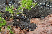 Lindbladia tubulina On highly rotted pine at the edge of a dense mixed hardwood/coniferous forest in NW Georgia (Gordon County), US. June 2, 2018.<br />
https://www.jungledragon.com/image/61499/lindbladia_tubulina.html<br />
https://www.jungledragon.com/image/61501/lindbladia_tubulina.html Geotagged,Lindbladia tubulina,Spring,United States