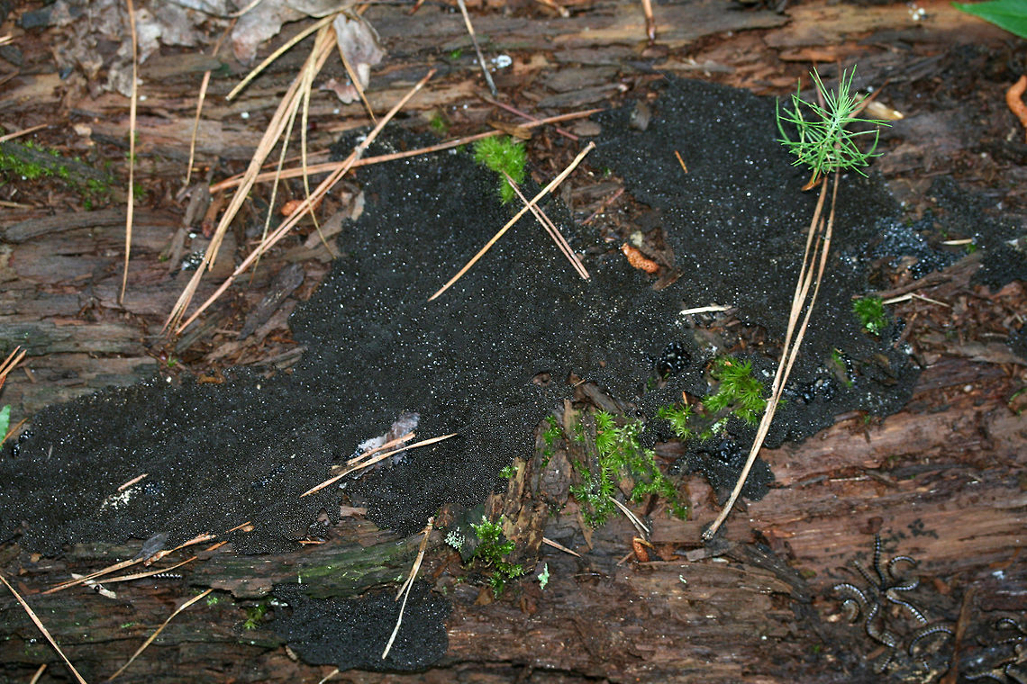 Lindbladia tubulina On highly rotted pine at the edge of a dense mixed hardwood/coniferous forest in NW Georgia (Gordon County), US. June 2, 2018.<br />
<figure class="photo"><a href="https://www.jungledragon.com/image/61499/lindbladia_tubulina.html" title="Lindbladia tubulina"><img src="https://s3.amazonaws.com/media.jungledragon.com/images/3231/61499_thumb.jpg?AWSAccessKeyId=05GMT0V3GWVNE7GGM1R2&Expires=1767225610&Signature=C37CG%2FwUmdqXyGgoKzLQIILCURA%3D" width="200" height="134" alt="Lindbladia tubulina On highly rotted pine at the edge of a dense mixed hardwood/coniferous forest in NW Georgia (Gordon County), US. June 2, 2018.<br />
https://www.jungledragon.com/image/61500/lindbladia_tubulina.html<br />
https://www.jungledragon.com/image/61501/lindbladia_tubulina.html Geotagged,Lindbladia tubulina,Spring,United States" /></a></figure><br />
<figure class="photo"><a href="https://www.jungledragon.com/image/61500/lindbladia_tubulina.html" title="Lindbladia tubulina"><img src="https://s3.amazonaws.com/media.jungledragon.com/images/3231/61500_thumb.jpg?AWSAccessKeyId=05GMT0V3GWVNE7GGM1R2&Expires=1767225610&Signature=f8HHqdehl7O9o5mGZo5lXxSdGdk%3D" width="200" height="134" alt="Lindbladia tubulina On highly rotted pine at the edge of a dense mixed hardwood/coniferous forest in NW Georgia (Gordon County), US. June 2, 2018.<br />
https://www.jungledragon.com/image/61499/lindbladia_tubulina.html<br />
https://www.jungledragon.com/image/61501/lindbladia_tubulina.html Geotagged,Lindbladia tubulina,Spring,United States" /></a></figure> Geotagged,Lindbladia tubulina,Spring,United States