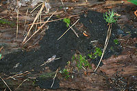 Lindbladia tubulina On highly rotted pine at the edge of a dense mixed hardwood/coniferous forest in NW Georgia (Gordon County), US. June 2, 2018.<br />
https://www.jungledragon.com/image/61499/lindbladia_tubulina.html<br />
https://www.jungledragon.com/image/61500/lindbladia_tubulina.html Geotagged,Lindbladia tubulina,Spring,United States