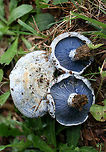 Indigo Milk Cap (Lactarius indigo) Growing under pines in a grassy area in a public park in NW Georgia (Floyd County), US.<br />
https://www.jungledragon.com/image/61503/indigo_milk_cap_lactarius_indigo.html Geotagged,Lactarius indigo,Spring,United States