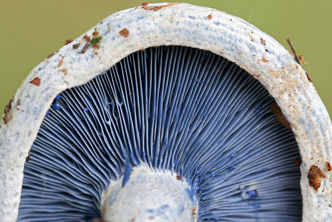 Indigo Milk Cap (Lactarius indigo) Growing under pines in a grassy area in a public park in NW Georgia (Floyd County), US.<br />
<figure class="photo"><a href="https://www.jungledragon.com/image/61502/indigo_milk_cap_lactarius_indigo.html" title="Indigo Milk Cap (Lactarius indigo)"><img src="https://s3.amazonaws.com/media.jungledragon.com/images/3231/61502_thumb.jpg?AWSAccessKeyId=05GMT0V3GWVNE7GGM1R2&Expires=1767225610&Signature=MeXrtIEzHD%2BW5pHs9IeZh6xApiM%3D" width="108" height="152" alt="Indigo Milk Cap (Lactarius indigo) Growing under pines in a grassy area in a public park in NW Georgia (Floyd County), US.<br />
https://www.jungledragon.com/image/61503/indigo_milk_cap_lactarius_indigo.html Geotagged,Lactarius indigo,Spring,United States" /></a></figure> Geotagged,Lactarius indigo,Spring,United States