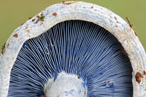 Indigo Milk Cap (Lactarius indigo) Growing under pines in a grassy area in a public park in NW Georgia (Floyd County), US.
https://www.jungledragon.com/image/61502/indigo_milk_cap_lactarius_indigo.html Geotagged,Lactarius indigo,Spring,United States