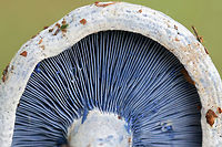 Indigo Milk Cap (Lactarius indigo) Growing under pines in a grassy area in a public park in NW Georgia (Floyd County), US.<br />
https://www.jungledragon.com/image/61502/indigo_milk_cap_lactarius_indigo.html Geotagged,Lactarius indigo,Spring,United States