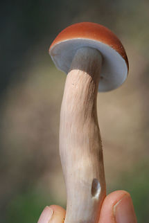 Xanthoconium purpureum Habitat: Growing at the top of a ridge in a dense mixed hardwood/coniferous forest in NW Georgia (Gordon County), US.

Pileus: Reddish brown with pink undertones, smooth, dry. DNS. KOH application – slow change from dirty brown to neon orange/yellow. Ammonia application – flashes green and changes to neon orange.

Pore surface: White, tiny pores. DNS. KOH application – slow change to pale orange.

Flesh: White. DNS.

Stipe: Long, white to blush with strong pink/peach undertones and subtle striations.

Flavor: Earthy. Fairly pleasant.
https://www.jungledragon.com/image/61507/xanthoconium_purpureum.html Geotagged,Spring,United States,Xanthoconium purpureum