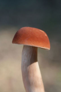 Xanthoconium purpureum Habitat: Growing at the top of a ridge in a dense mixed hardwood/coniferous forest in NW Georgia (Gordon County), US.

Pileus: Reddish brown with pink undertones, smooth, dry. DNS. KOH application &ndash; slow change from dirty brown to neon orange/yellow. Ammonia application &ndash; flashes green and changes to neon orange.

Pore surface: White, tiny pores. DNS. KOH application &ndash; slow change to pale orange.

Flesh: White. DNS.

Stipe: Long, white to blush with strong pink/peach undertones and subtle striations.

Flavor: Earthy. Fairly pleasant.
https://www.jungledragon.com/image/61506/xanthoconium_purpureum.html Geotagged,Spring,United States,Xanthoconium purpureum