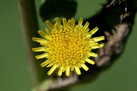 Prickly Sowthistle (Sonchus asper) INTRODUCED. In a backyard habitat in NW Georgia (Gordon County), US. Geotagged,Prickly sow-thistle,Sonchus asper,Spring,United States