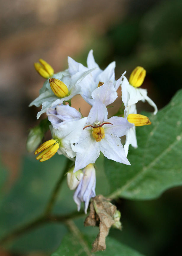 Carolina Horse-Nettle (Solanum carolinense) On the side of a dirt road at the edge of a dense mixed hardwood/coniferous forest in NW Georgia (Gordon County), US. Carolina horsenettle,Geotagged,Solanum carolinense,Spring,United States