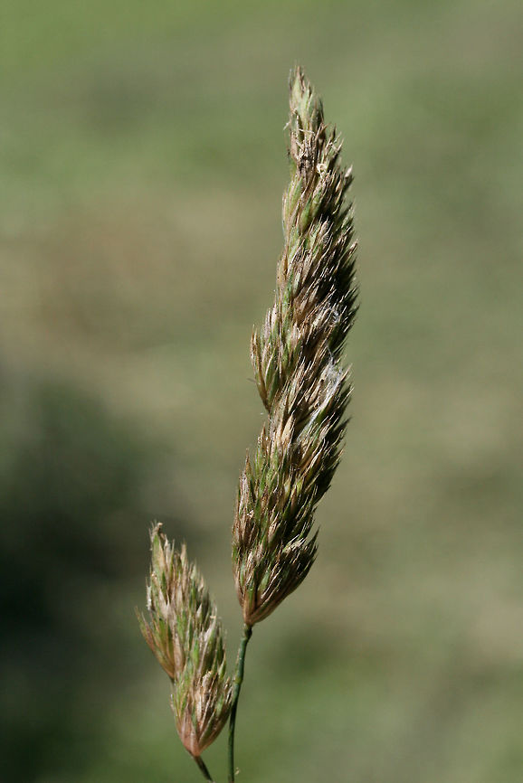 Orchard Grass (Dactylis glomerata) INTRODUCED / INVASIVE. Growing in an overgrown backyard habitat in NW Georgia (Gordon County), US. Dactylis glomerata,Geotagged,Spring,United States