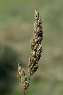 Orchard Grass (Dactylis glomerata) INTRODUCED / INVASIVE. Growing in an overgrown backyard habitat in NW Georgia (Gordon County), US. Dactylis glomerata,Geotagged,Spring,United States