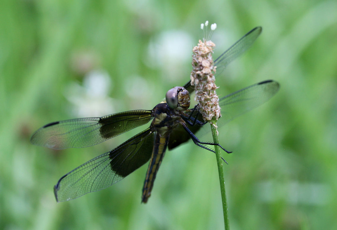 Widow Skimmer (Libellula luctuosa) An overgrown backyard habitat in NW Georgia (Gordon County), US.<br />
<figure class="photo"><a href="https://www.jungledragon.com/image/61514/widow_skimmer_libellula_luctuosa.html" title="Widow Skimmer (Libellula luctuosa)"><img src="https://s3.amazonaws.com/media.jungledragon.com/images/3231/61514_thumb.jpg?AWSAccessKeyId=05GMT0V3GWVNE7GGM1R2&Expires=1759968010&Signature=bhnCmUNpoxdgHOK4aSIuqaXWJqg%3D" width="200" height="134" alt="Widow Skimmer (Libellula luctuosa) An overgrown backyard habitat in NW Georgia (Gordon County), US.<br />
https://www.jungledragon.com/image/61512/widow_skimmer_libellula_luctuosa.html Geotagged,Libellula luctuosa,Spring,United States,Widow Skimmer" /></a></figure> Geotagged,Libellula luctuosa,Spring,United States,Widow Skimmer