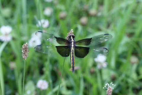 Widow Skimmer (Libellula luctuosa) An overgrown backyard habitat in NW Georgia (Gordon County), US.
https://www.jungledragon.com/image/61512/widow_skimmer_libellula_luctuosa.html Geotagged,Libellula luctuosa,Spring,United States,Widow Skimmer