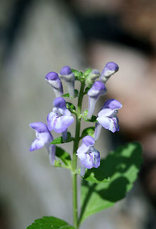 Hairy Skullcap (Scutellaria elliptica hirsuta) NATIVE. At the edge of a dense mixed hardwood/coniferous forest in NW Georgia (Gordon County), US. Geotagged,Hairy Skullcap,Scutellaria elliptica hirsuta,Spring,United States