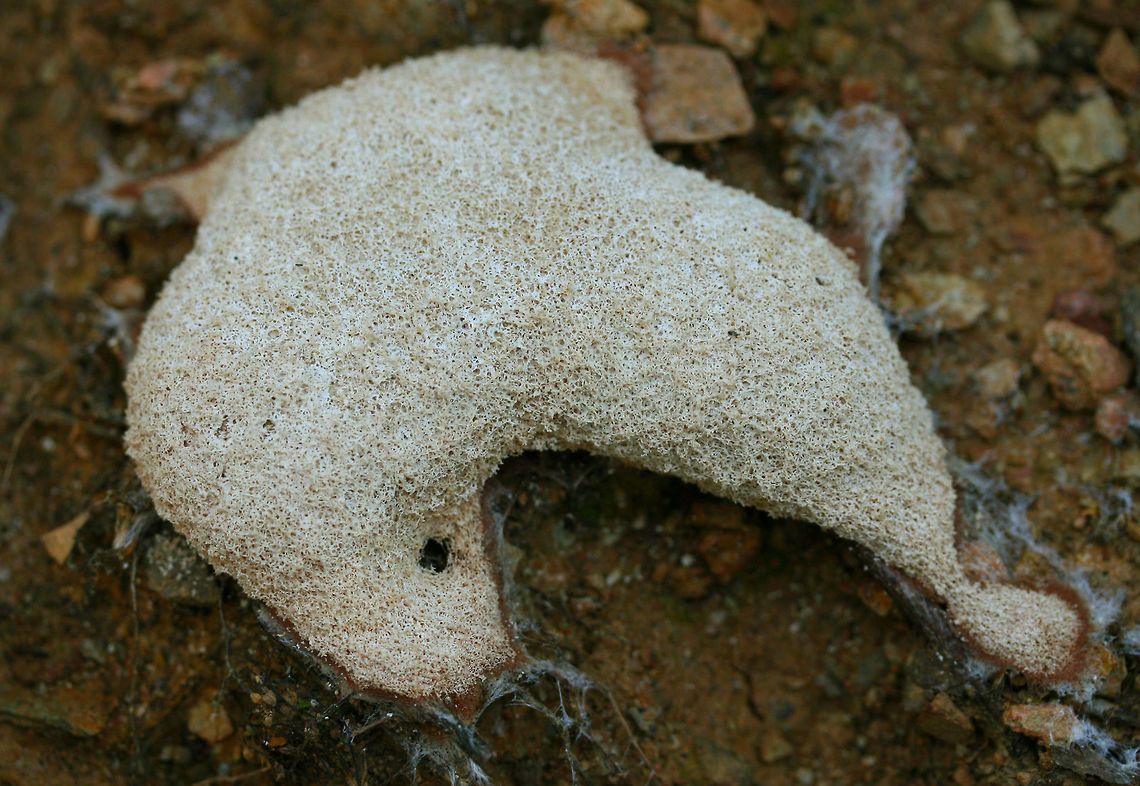 Dog Vomit Slime Mold (Fuligo septica) Growing on wood debris and rocks in a disturbed area near a dense mixed hardwood/coniferous forest in NW Georgia (Gordon County), US. Dog vomit slime mold,Fuligo septica,Geotagged,Spring,United States