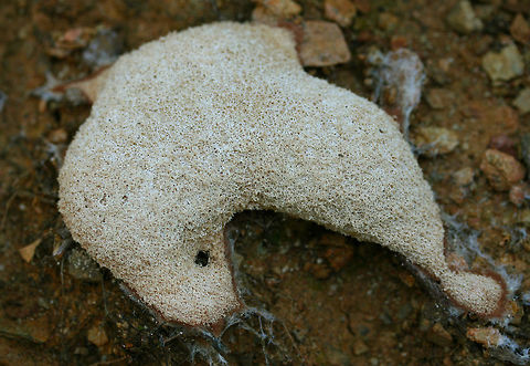 Dog Vomit Slime Mold (Fuligo septica) Growing on wood debris and rocks in a disturbed area near a dense mixed hardwood/coniferous forest in NW Georgia (Gordon County), US. Dog vomit slime mold,Fuligo septica,Geotagged,Spring,United States