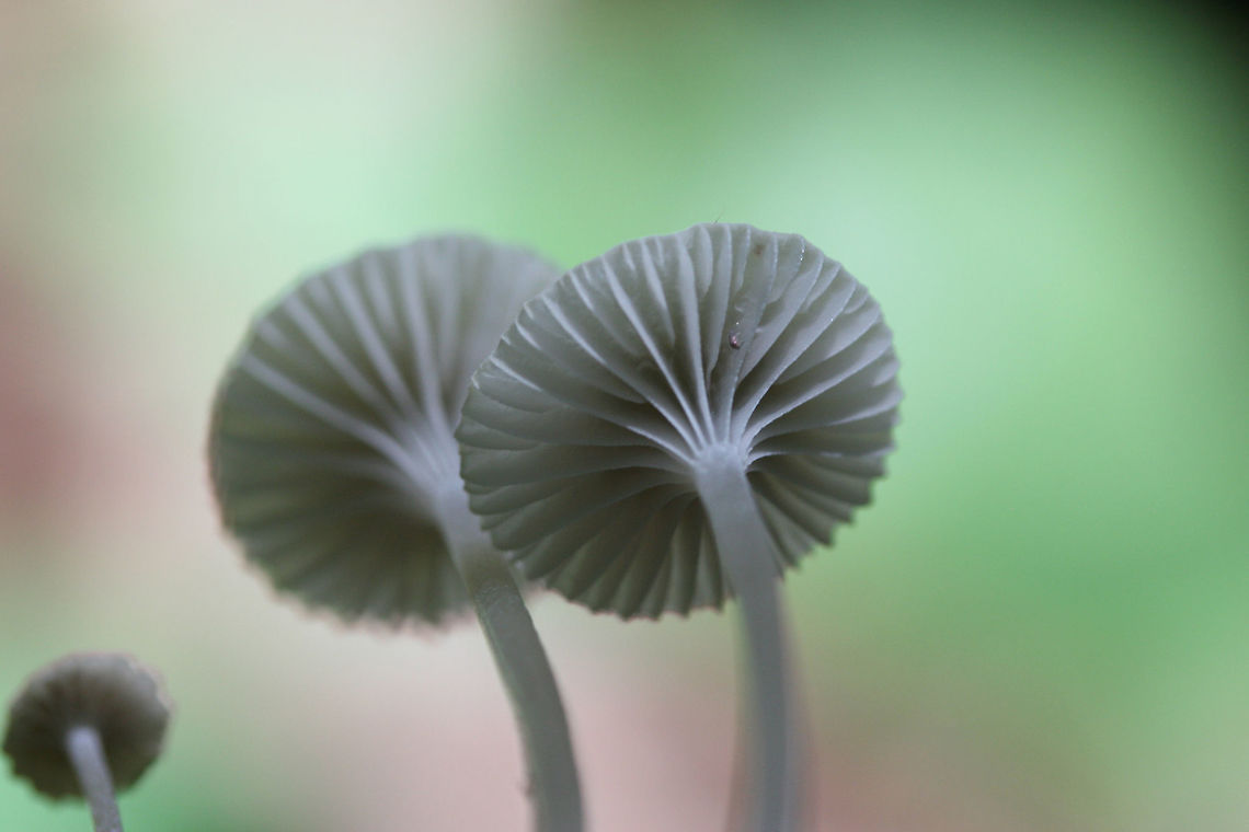 Mycena sp. on Pinecone Small white mushrooms growing on a pine cone in a dense mixed hardwood/coniferous forest in NW Georgia (Gordon County), US.<br />
<figure class="photo"><a href="https://www.jungledragon.com/image/61523/mycena_sp._on_pinecone.html" title="Mycena sp. on Pinecone"><img src="https://s3.amazonaws.com/media.jungledragon.com/images/3231/61523_thumb.jpg?AWSAccessKeyId=05GMT0V3GWVNE7GGM1R2&Expires=1769040010&Signature=GgRgrPj%2Bkeu8TXoAwVvPx4X8M5o%3D" width="200" height="200" alt="Mycena sp. on Pinecone Small white mushrooms growing on a pine cone in a dense mixed hardwood/coniferous forest in NW Georgia (Gordon County), US.<br />
https://www.jungledragon.com/image/61522/mycena_on_pinecone.html Geotagged,Spring,United States" /></a></figure> Geotagged,Spring,United States