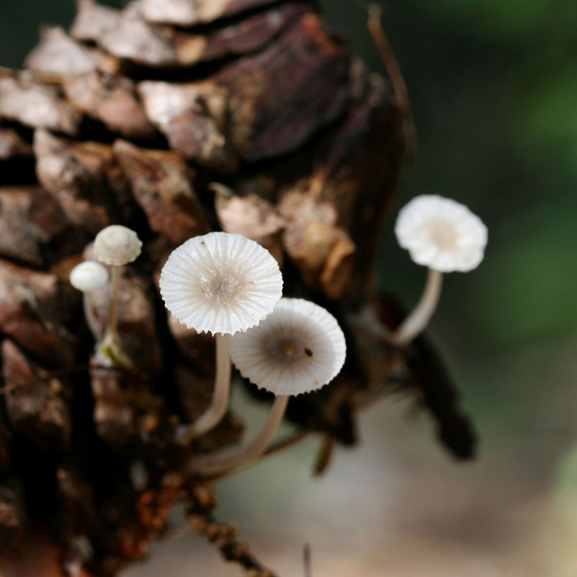 Mycena sp. on Pinecone Small white mushrooms growing on a pine cone in a dense mixed hardwood/coniferous forest in NW Georgia (Gordon County), US.<br />
<figure class="photo"><a href="https://www.jungledragon.com/image/61522/mycena_sp._on_pinecone.html" title="Mycena sp. on Pinecone"><img src="https://s3.amazonaws.com/media.jungledragon.com/images/3231/61522_thumb.jpg?AWSAccessKeyId=05GMT0V3GWVNE7GGM1R2&Expires=1759968010&Signature=XN3qA6NOmKEVBRDmKR39318XY%2Bo%3D" width="200" height="134" alt="Mycena sp. on Pinecone Small white mushrooms growing on a pine cone in a dense mixed hardwood/coniferous forest in NW Georgia (Gordon County), US.<br />
https://www.jungledragon.com/image/61523/mycena_sp._on_pinecone.html Geotagged,Spring,United States" /></a></figure> Geotagged,Spring,United States