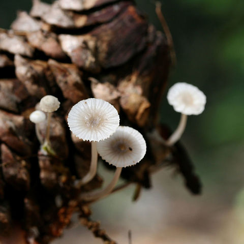 Mycena sp. on Pinecone Small white mushrooms growing on a pine cone in a dense mixed hardwood/coniferous forest in NW Georgia (Gordon County), US.
https://www.jungledragon.com/image/61522/mycena_on_pinecone.html Geotagged,Spring,United States