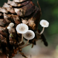 Mycena sp. on Pinecone Small white mushrooms growing on a pine cone in a dense mixed hardwood/coniferous forest in NW Georgia (Gordon County), US.<br />
https://www.jungledragon.com/image/61522/mycena_on_pinecone.html Geotagged,Spring,United States