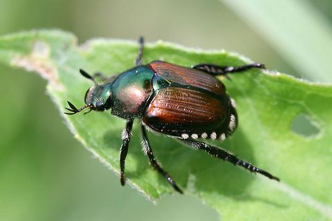 Japanese Beetle (Popillia japonica) INTRODUCED / INVASIVE. Crawling on foliage in a backyard habitat in NW Georgia (Gordon County), US. Geotagged,Japanese Beetle,Popillia japonica,Spring,United States
