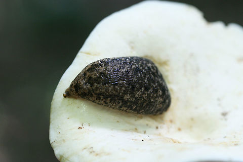 Carolina Mantleslug (Philomycus carolinianus) On a Lactarius or Lactifluus mushroom in a dense mixed hardwood/coniferous forest. Geotagged,Philomycus carolinianus,Spring,United States,carolina mantleslug,mantleslug,mycophagy,slug