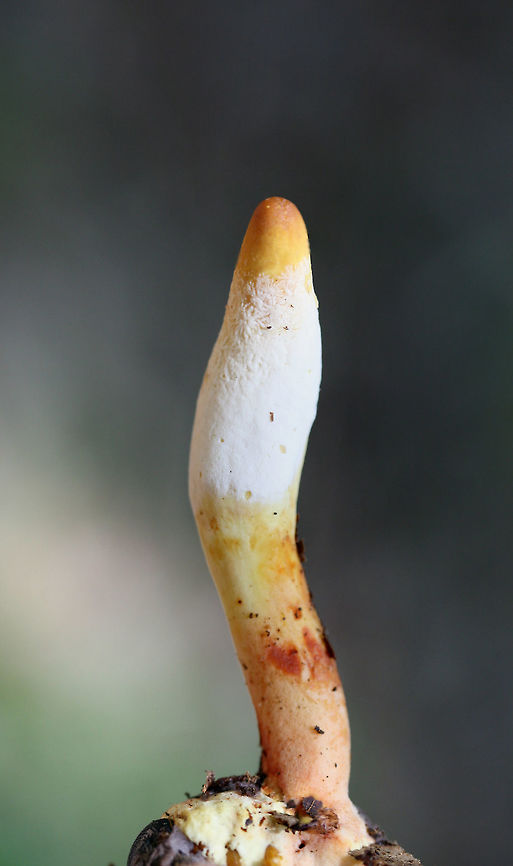 Ophiocordyceps sp. on a Beetle Larva Yet another Ophiocordyceps on a beetle larva! My third find in a couple of weeks, so I'm a happy girl! <br />
<br />
Pushing up through leaf litter below large oaks, ashes, and hickory trees in a dense mixed hardwood/coniferous forest in NW Georgia (Gordon County), US. June 12, 2018.<br />
<br />
Ophiocordyceps is a genus of ascomycetes that parasitize arthropods.:) This genus is best known for its ability to turn insects into "zombies." I'm not sure the exact mechanism that this species takes, but I know several within this genus manipulate insect behaviors to ensure optimal spore dispersal.<br />
<br />
UPDATE: <br />
It has been brought to my attention that this is likely a different Ophiocordyceps species altogether! North American species have not been studied extensively, so my specimens need further study (possibly sequencing) to get any further! I am working on contacting some experts on the matter, and I will keep you all apprised.<br />
<br />
<figure class="photo"><a href="https://www.jungledragon.com/image/61552/ophiocordyceps_sp._on_a_beetle_larva.html" title="Ophiocordyceps sp. on a Beetle Larva"><img src="https://s3.amazonaws.com/media.jungledragon.com/images/3231/61552_thumb.jpg?AWSAccessKeyId=05GMT0V3GWVNE7GGM1R2&Expires=1769040010&Signature=yRB3qpCHz2jMu27gUnfndnETQ5A%3D" width="102" height="152" alt="Ophiocordyceps sp. on a Beetle Larva Yet another Ophiocordyceps on a beetle larva! My third find in a couple of weeks, so I'm a happy girl! <br />
<br />
Pushing up through leaf litter below large oaks, ashes, and hickory trees in a dense mixed hardwood/coniferous forest in NW Georgia (Gordon County), US. June 12, 2018.<br />
<br />
Ophiocordyceps is a genus of ascomycetes that parasitize arthropods.:) This genus is best known for its ability to turn insects into "zombies." I'm not sure the exact mechanism that this species takes, but I know several within this genus manipulate insect behaviors to ensure optimal spore dispersal.<br />
<br />
UPDATE: <br />
It has been brought to my attention that this is likely a different Ophiocordyceps species altogether! North American species have not been studied extensively, so my specimens need further study (possibly sequencing) to get any further! I am working on contacting some experts on the matter, and I will keep you all apprised.<br />
<br />
https://www.jungledragon.com/image/61551/ophiocordyceps_sp._on_a_beetle_larva.html Geotagged,Spring,United States" /></a></figure> Geotagged,Spring,United States,fungi,fungus,ophiocordyceps