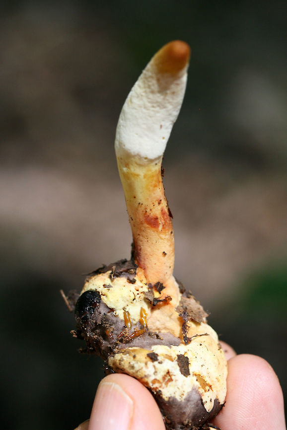 Ophiocordyceps sp. on a Beetle Larva Yet another Ophiocordyceps on a beetle larva! My third find in a couple of weeks, so I'm a happy girl! <br />
<br />
Pushing up through leaf litter below large oaks, ashes, and hickory trees in a dense mixed hardwood/coniferous forest in NW Georgia (Gordon County), US. June 12, 2018.<br />
<br />
Ophiocordyceps is a genus of ascomycetes that parasitize arthropods.:) This genus is best known for its ability to turn insects into "zombies." I'm not sure the exact mechanism that this species takes, but I know several within this genus manipulate insect behaviors to ensure optimal spore dispersal.<br />
<br />
UPDATE: <br />
It has been brought to my attention that this is likely a different Ophiocordyceps species altogether! North American species have not been studied extensively, so my specimens need further study (possibly sequencing) to get any further! I am working on contacting some experts on the matter, and I will keep you all apprised.<br />
<br />
<figure class="photo"><a href="https://www.jungledragon.com/image/61551/ophiocordyceps_sp._on_a_beetle_larva.html" title="Ophiocordyceps sp. on a Beetle Larva"><img src="https://s3.amazonaws.com/media.jungledragon.com/images/3231/61551_thumb.jpg?AWSAccessKeyId=05GMT0V3GWVNE7GGM1R2&Expires=1769040010&Signature=8sJ7PVcZK546SLLTDZCSGubY6Bc%3D" width="92" height="152" alt="Ophiocordyceps sp. on a Beetle Larva Yet another Ophiocordyceps on a beetle larva! My third find in a couple of weeks, so I'm a happy girl! <br />
<br />
Pushing up through leaf litter below large oaks, ashes, and hickory trees in a dense mixed hardwood/coniferous forest in NW Georgia (Gordon County), US. June 12, 2018.<br />
<br />
Ophiocordyceps is a genus of ascomycetes that parasitize arthropods.:) This genus is best known for its ability to turn insects into "zombies." I'm not sure the exact mechanism that this species takes, but I know several within this genus manipulate insect behaviors to ensure optimal spore dispersal.<br />
<br />
UPDATE: <br />
It has been brought to my attention that this is likely a different Ophiocordyceps species altogether! North American species have not been studied extensively, so my specimens need further study (possibly sequencing) to get any further! I am working on contacting some experts on the matter, and I will keep you all apprised.<br />
<br />
https://www.jungledragon.com/image/61552/ophiocordyceps_sp._on_a_beetle_larva.html Geotagged,Spring,United States,fungi,fungus,ophiocordyceps" /></a></figure> Geotagged,Spring,United States