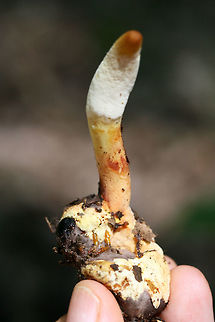 Ophiocordyceps sp. on a Beetle Larva Yet another Ophiocordyceps on a beetle larva! My third find in a couple of weeks, so I'm a happy girl! 
Pushing up through leaf litter below large oaks, ashes, and hickory trees in a dense mixed hardwood/coniferous forest in NW Georgia (Gordon County), US. June 12, 2018.
Ophiocordyceps is a genus of ascomycetes that parasitize arthropods.:) This genus is best known for its ability to turn insects into "zombies." I'm not sure the exact mechanism that this species takes, but I know several within this genus manipulate insect behaviors to ensure optimal spore dispersal.
UPDATE: 
It has been brought to my attention that this is likely a different Ophiocordyceps species altogether! North American species have not been studied extensively, so my specimens need further study (possibly sequencing) to get any further! I am working on contacting some experts on the matter, and I will keep you all apprised.
https://www.jungledragon.com/image/61551/ophiocordyceps_sp._on_a_beetle_larva.html Geotagged,Spring,United States