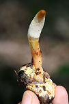 Ophiocordyceps sp. on a Beetle Larva Yet another Ophiocordyceps on a beetle larva! My third find in a couple of weeks, so I'm a happy girl! <br />
<br />
Pushing up through leaf litter below large oaks, ashes, and hickory trees in a dense mixed hardwood/coniferous forest in NW Georgia (Gordon County), US. June 12, 2018.<br />
<br />
Ophiocordyceps is a genus of ascomycetes that parasitize arthropods.:) This genus is best known for its ability to turn insects into "zombies." I'm not sure the exact mechanism that this species takes, but I know several within this genus manipulate insect behaviors to ensure optimal spore dispersal.<br />
<br />
UPDATE: <br />
It has been brought to my attention that this is likely a different Ophiocordyceps species altogether! North American species have not been studied extensively, so my specimens need further study (possibly sequencing) to get any further! I am working on contacting some experts on the matter, and I will keep you all apprised.<br />
<br />
https://www.jungledragon.com/image/61551/ophiocordyceps_sp._on_a_beetle_larva.html Geotagged,Spring,United States
