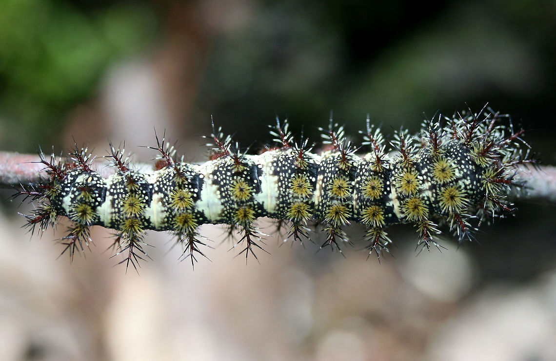 Buck Moth larva (Hemileuca maia) On a twig beneath large hardwoods in a dense mixed hardwood/coniferous forest in NW Georgia (Gordon County), US Buck moth,Geotagged,Hemileuca maia,Moth Week 2018,Spring,United States,caterpillar,hemileuca,insect,insecta,lepidoptera,moth