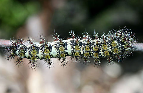 Buck Moth larva (Hemileuca maia) On a twig beneath large hardwoods in a dense mixed hardwood/coniferous forest in NW Georgia (Gordon County), US Buck moth,Geotagged,Hemileuca maia,Moth Week 2018,Spring,United States,caterpillar,hemileuca,insect,insecta,lepidoptera,moth