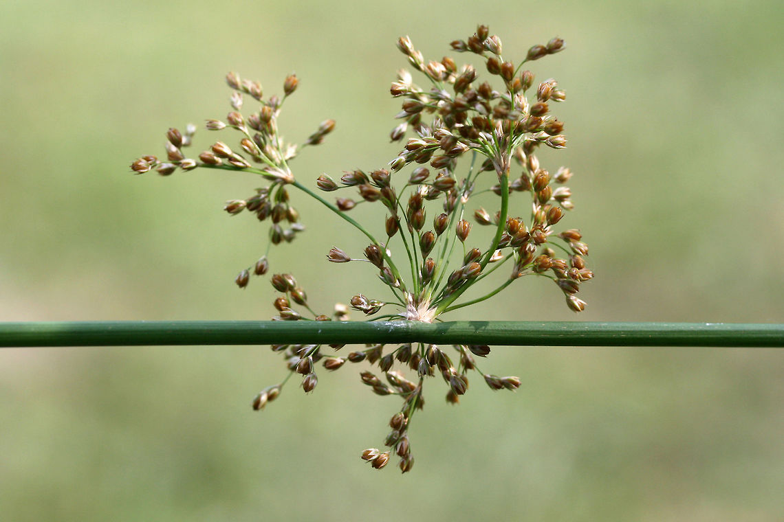 Soft Rush (Juncus effusus) NATIVE. Growing in a backyard habitat in NW Georgia (Gordon County), US.<br />
<figure class="photo"><a href="https://www.jungledragon.com/image/61559/soft_rush_juncus_effusus.html" title="Soft Rush (Juncus effusus)"><img src="https://s3.amazonaws.com/media.jungledragon.com/images/3231/61559_thumb.jpg?AWSAccessKeyId=05GMT0V3GWVNE7GGM1R2&Expires=1759968010&Signature=6KF7wrpxVZlpPaUbWhYY%2BFA8FKQ%3D" width="200" height="134" alt="Soft Rush (Juncus effusus) NATIVE. Growing in a backyard habitat in NW Georgia (Gordon County), US.<br />
https://www.jungledragon.com/image/61558/soft_rush_juncus_effusus.html Geotagged,Juncus effusus,Spring,United States" /></a></figure> Geotagged,Juncus effusus,Spring,United States