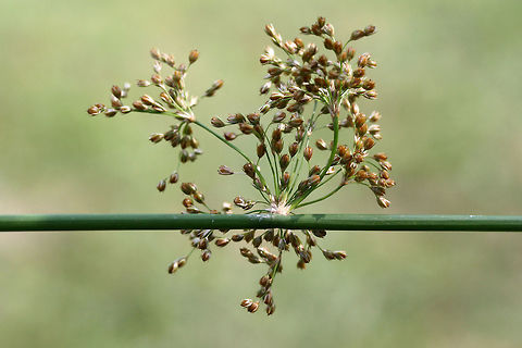 Soft Rush (Juncus effusus) NATIVE. Growing in a backyard habitat in NW Georgia (Gordon County), US.
https://www.jungledragon.com/image/61559/soft_rush_juncus_effusus.html Geotagged,Juncus effusus,Spring,United States