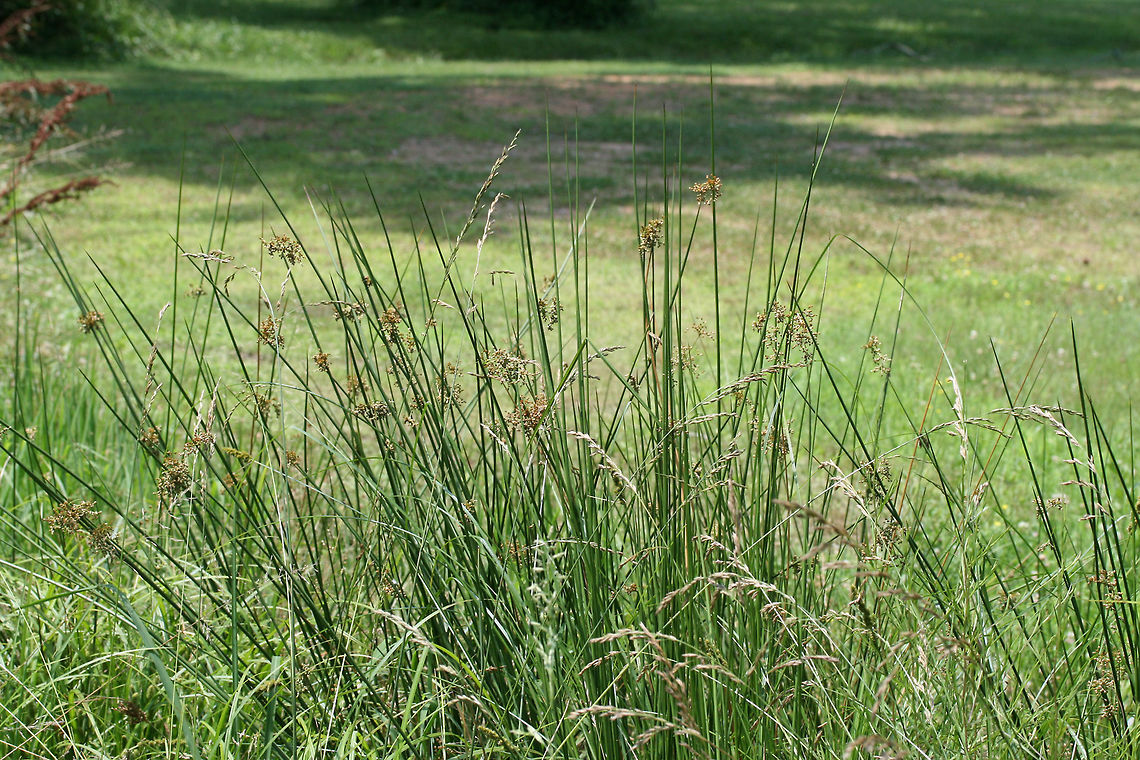 Soft Rush (Juncus effusus) NATIVE. Growing in a backyard habitat in NW Georgia (Gordon County), US.<br />
<figure class="photo"><a href="https://www.jungledragon.com/image/61558/soft_rush_juncus_effusus.html" title="Soft Rush (Juncus effusus)"><img src="https://s3.amazonaws.com/media.jungledragon.com/images/3231/61558_thumb.jpg?AWSAccessKeyId=05GMT0V3GWVNE7GGM1R2&Expires=1769040010&Signature=pmvUxQnJ1kBqrkoqAUqljuq9lTs%3D" width="200" height="134" alt="Soft Rush (Juncus effusus) NATIVE. Growing in a backyard habitat in NW Georgia (Gordon County), US.<br />
https://www.jungledragon.com/image/61559/soft_rush_juncus_effusus.html Geotagged,Juncus effusus,Spring,United States" /></a></figure> Geotagged,Juncus effusus,Spring,United States
