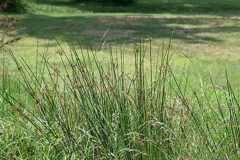 Soft Rush (Juncus effusus) NATIVE. Growing in a backyard habitat in NW Georgia (Gordon County), US.
https://www.jungledragon.com/image/61558/soft_rush_juncus_effusus.html Geotagged,Juncus effusus,Spring,United States