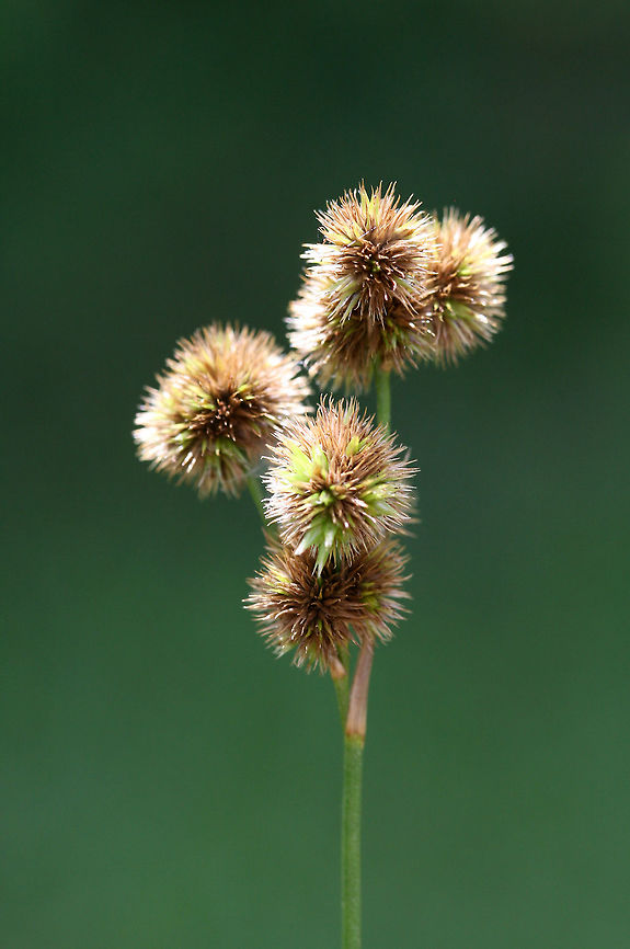 Short-fruit Rush (Juncus brachycarpus) NATIVE. Growing in a moist area in an overgrown backyard habitat in NW Georgia (Gordon County), GA.<br />
<br />
Leaves terete with distinctive cross-walls. Capsules shorter than tepals.<br />
<figure class="photo"><a href="https://www.jungledragon.com/image/61582/short-fruit_rush_juncus_brachycarpus.html" title="Short-fruit Rush (Juncus brachycarpus)"><img src="https://s3.amazonaws.com/media.jungledragon.com/images/3231/61582_thumb.jpg?AWSAccessKeyId=05GMT0V3GWVNE7GGM1R2&Expires=1767225610&Signature=ixw%2B0KjvBBZOx7jnO%2B6BfLQdYug%3D" width="102" height="152" alt="Short-fruit Rush (Juncus brachycarpus) NATIVE. Growing in a moist area in an overgrown backyard habitat in NW Georgia (Gordon County), GA.<br />
<br />
Leaves terete with distinctive cross-walls. Capsules shorter than tepals.<br />
https://www.jungledragon.com/image/61581/short-fruit_rush_juncus_brachycarpus.html Geotagged,Juncus brachycarpus,Short-fruit Rush,Spring,United States,juncus,rush" /></a></figure> Geotagged,Juncus brachycarpus,Short-fruit Rush,Spring,United States,juncaceae,plant,plantae,rush,short-fruit rush