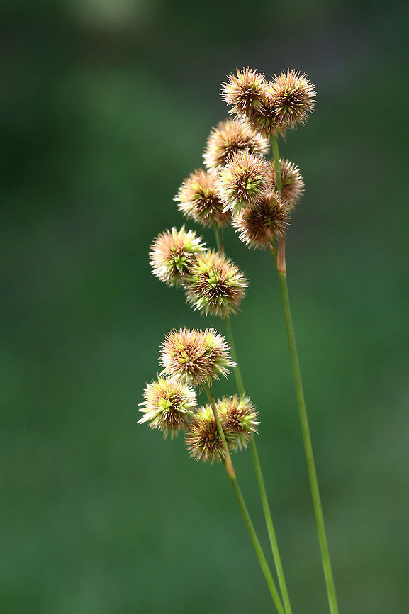 Short-fruit Rush (Juncus brachycarpus) NATIVE. Growing in a moist area in an overgrown backyard habitat in NW Georgia (Gordon County), GA.<br />
<br />
Leaves terete with distinctive cross-walls. Capsules shorter than tepals.<br />
<figure class="photo"><a href="https://www.jungledragon.com/image/61581/short-fruit_rush_juncus_brachycarpus.html" title="Short-fruit Rush (Juncus brachycarpus)"><img src="https://s3.amazonaws.com/media.jungledragon.com/images/3231/61581_thumb.jpg?AWSAccessKeyId=05GMT0V3GWVNE7GGM1R2&Expires=1770854410&Signature=%2Bg8kjh3tA0pDgpT4eazi2JIJHRU%3D" width="102" height="152" alt="Short-fruit Rush (Juncus brachycarpus) NATIVE. Growing in a moist area in an overgrown backyard habitat in NW Georgia (Gordon County), GA.<br />
<br />
Leaves terete with distinctive cross-walls. Capsules shorter than tepals.<br />
https://www.jungledragon.com/image/61582/short-fruit_rush_juncus_brachycarpus.html Geotagged,Juncus brachycarpus,Short-fruit Rush,Spring,United States,juncaceae,plant,plantae,rush,short-fruit rush" /></a></figure> Geotagged,Juncus brachycarpus,Short-fruit Rush,Spring,United States,juncus,rush