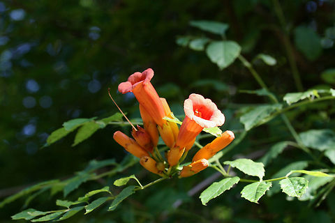 American Trumpet Vine (Campsis radicans) NATIVE. Climbing a tree on the side of a dirt road at the edge of a dense mixed hardwood/coniferous forest in NW Georgia (Gordon County), US. Campsis radicans,Geotagged,Spring,Trumpet vine,United States