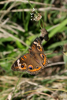 Common Buckeye (Junonia coenia) In an overgrown backyard habitat in NW Georgia (Gordon County), US. Common Buckeye,Geotagged,Junonia coenia,Spring,United States