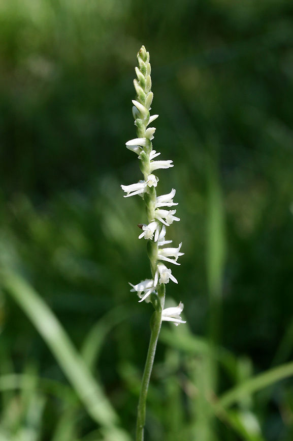 Spring Ladies' Tresses (Spiranthes vernalis) Growing in an overgrown backyard habitat in NW Georgia. Geotagged,Spiranthes vernalis,Spring,Spring Ladies' Tresses,United States